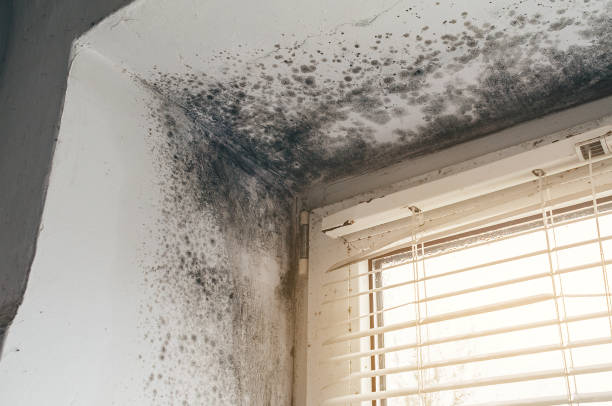 Affordable Black Mold Remediation solutions in Manchester, KY