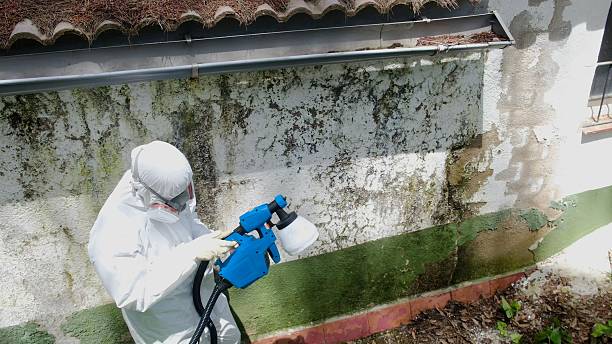 Top rated local Black Mold Remediation specialists in Manchester, KY